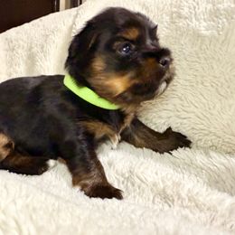 Yorkshire Terrier Puppies from Yorkie Fever