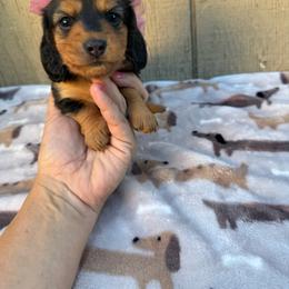 Black and tan longhair female - Black and tan female Dachshund puppy in Manteca, California from Sweet and Low Dachshunds