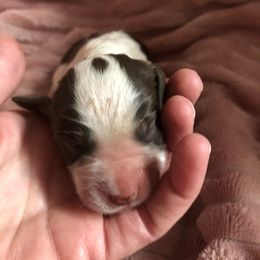Girl 5 - Liver white and tan English Springer Spaniel puppy in Oklahoma from Country Love Springers
