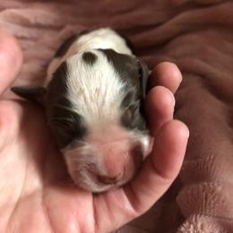 Girl 5 - Liver white and tan English Springer Spaniel puppy in Oklahoma from Country Love Springers