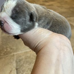 Bulldog Puppies from Brandi Muecke's English Bulldogs