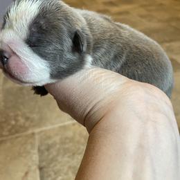 Bulldog Puppies from Brandi Muecke's English Bulldogs