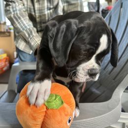 Female 2 - Brindle female Boxer puppy in Eagle, Idaho from Eagle ID Boxers