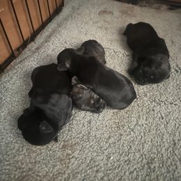 Miniature Schnauzer puppies from Farmers Creek Kennel