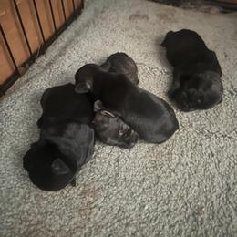 Miniature Schnauzer puppies from Farmers Creek Kennel