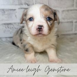 Amiee-Leigh Gemstone - Blue merle and white female American Corgi puppy in Greenwood, Indiana from Witch Creek Corgis