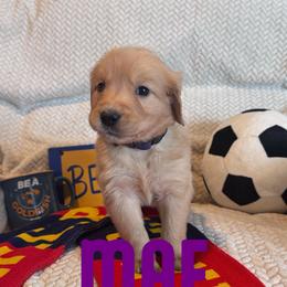 Mae - Golden female Golden Retriever puppy in Salt Lake City, Utah from Soaring golden retrievers