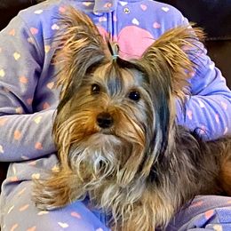 Cujo - Yorkshire Terrier