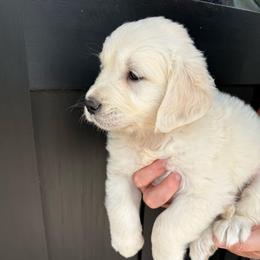 Bella male - Light golden male Golden Retriever puppy in College Station, Texas from Golden Care Golden Retrievers