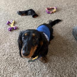 Dachshund puppies from Boise Best Mini Dachshunds