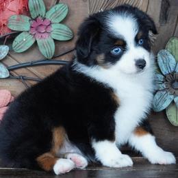 Black Tri - Black tri male Miniature Australian Shepherd puppy in Lawton, Oklahoma from Lindsey’s Aussies