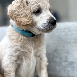 Goldendoodle Puppies from Lake Mountain Pups