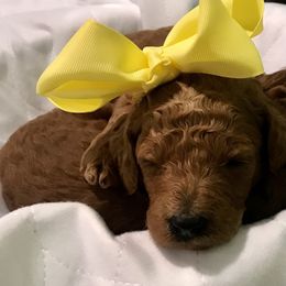 Poodle Puppies from Prissy Pants Poodles LLC