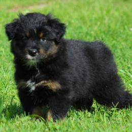 Jackson - Black tri-color male Australian Shepherd puppy in Cookeville, Tennessee from Spring Creek Aussies