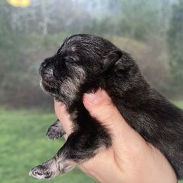 Pomeranian Puppies from SantaAnna Pomeranians