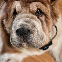 Gizmo - White male Chinese Shar-Pei puppy in Rome, Pennsylvania from Maynard Hills Chinese Sharpeis