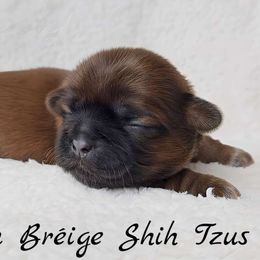 AKC Solid Red Female - Red female Shih Tzu puppy in Middle Grove, New York from Beirin Breige Shih Tzus