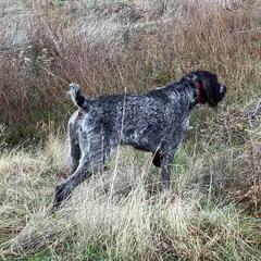 Joe - German Wirehaired Pointer