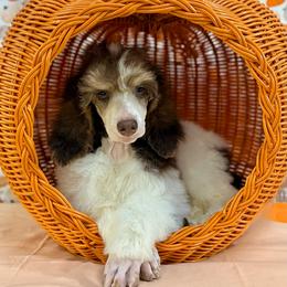 Peach - Brown female Poodle puppy in Houma, Louisiana from Smart Azz Poodles