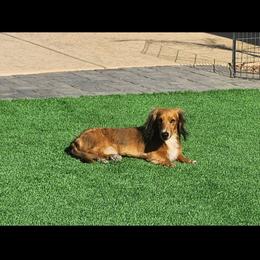 Tux - Dachshund