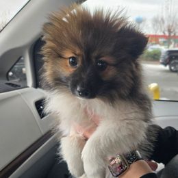 Maple - Tri-colored female Pomeranian puppy in Newport News, Virginia from Itty Bitty Poms