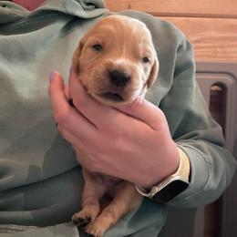 Burgundy - Golden male Golden Retriever puppy in Hendersonville, North Carolina from Apple Country Retrievers