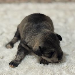 Sadie - Salt and pepper female Miniature Schnauzer puppy in Hull, Georgia from Ardent Miniature Schnauzers of Athens