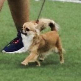 Gertie - Chihuahua