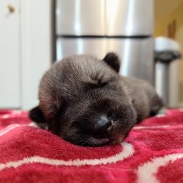 Girl 1 - female Siberian Husky puppy in Cedarville, Ohio from Evereve Kennels