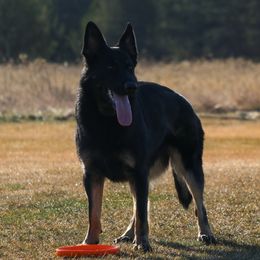 German Shepherds from Erin Zahler's German Shepherds