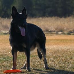 German Shepherds from Erin Zahler's German Shepherds