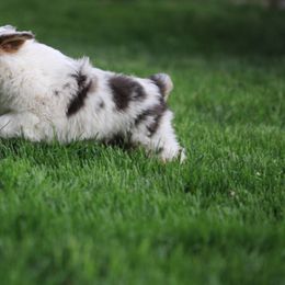 Miniature American Shepherd, Miniature Australian Shepherd, and Toy Australian Shepherd Puppies from Little Dipper mini Americans and toy Aussies