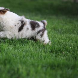 Miniature American Shepherd, Miniature Australian Shepherd, and Toy Australian Shepherd Puppies from Little Dipper mini Americans and toy Aussies