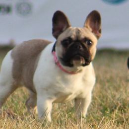 Rio - French Bulldog