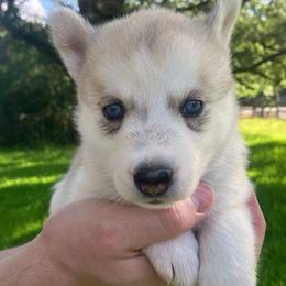 Waffles - Sable and white female Siberian Husky puppy in College Station, Texas from Texas Siberian Husky Kennels (TSHK)
