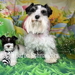 Miniature Schnauzer Puppies from Von Baron Schnauzers