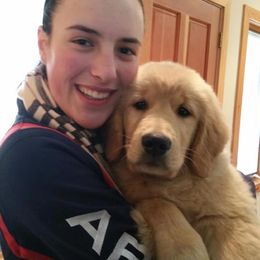 Golden Retriever Puppies from Golden-B-Bear Kennel