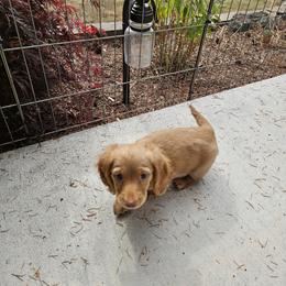 We call him cream but would love to give him a name. - Cream male Dachshund puppy in Marysville, Washington from Emery's Dachshundville