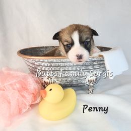 Girl 3 - Red Pembroke Welsh Corgi puppy in Cameron, North Carolina from Butts Family Corgis