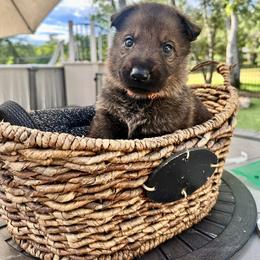 Crush - Sable male German Shepherd puppy in Sonora, California from Elite Haus K9