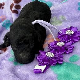 Ocala - Black female Poodle puppy in Lakeland, Florida from Gulfside Poodles