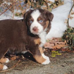 Solar - Red tri-color male Miniature American Shepherd puppy in Hillsdale, Michigan from Faithwalk Aussies and Mini American Shepherds