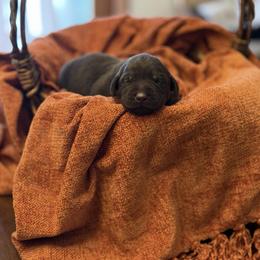 Chai - Chocolate female Labrador Retriever puppy in Sweet Home, Oregon from Knotty Creek Labradors