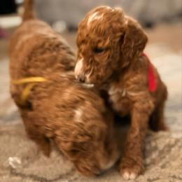 Trixie - Dark pink girl - Red  female Goldendoodle puppy in Puyallup, Washington from Dawnie’s Doodles
