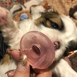 Shih Tzu Puppies from Trinity Shihtzu's So Calif