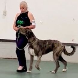 Irish Wolfhound Puppies from Serendipity Sighthounds