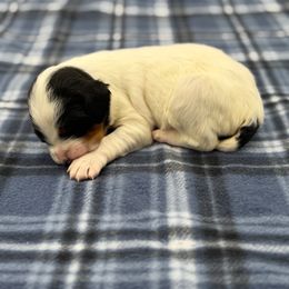 Denver - Blue belton and tan (tri-color) male English Setter puppy in Rogers, Ohio from StoneyBrook Setters