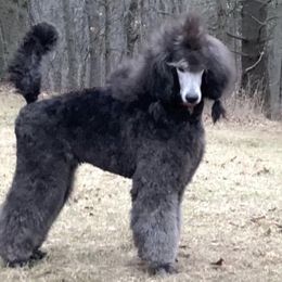 Poodles from Mozaic Standard Poodles