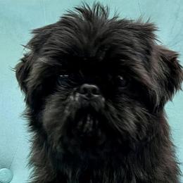 Raven - Shih Tzu