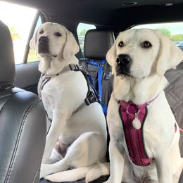 Labrador Retriever All Grown Up from Chateau St. John
